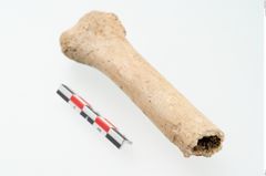 Foto von Tierknochen (NHMW-PRAE-002259)